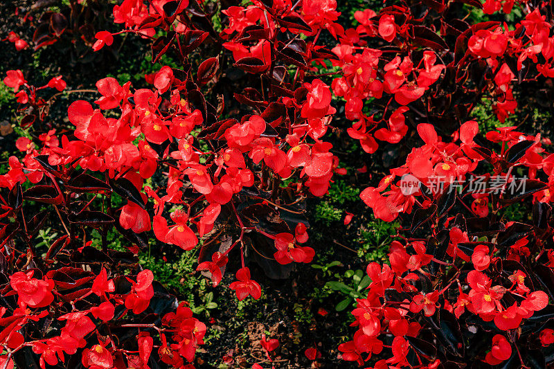 Zipaquirá Colombia - A bed of Begoinias Fill the Frame in Bright Sunlight